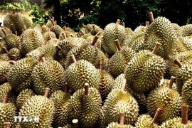 Durian fresco para exportación. El durián vietnamita se cosecha durante todo el año, lo que crea una ventaja competitiva para las empresas nacionales (Fuente: VNA)