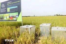 Se utiliza equipo para medir las emisiones de gases de efecto invernadero en un modelo de cultivo de arroz orgánico en Can Tho. (Fuente: VNA)