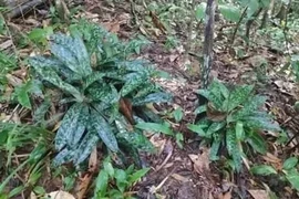 Una población de orquídea Paphiopedilum callosum (Rchb.f.) Stein descubierta en la provincia de Dak Lak (Fuente: nhandan.vn)