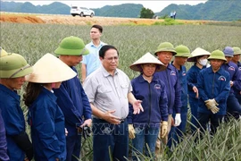 El primer ministro Pham Minh Chinh visita la finca de piña Dong Giao (Fuente: VNA)