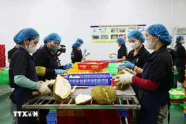 El procesamiento de durian para la exportación (Fuente: VNA) 