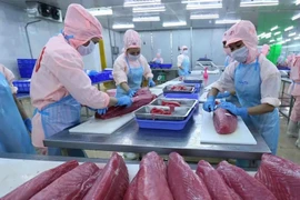 El procesamiento de atún para la exportación a los mercados estadounidense y europea (Fuente: VNA) 
