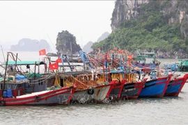 Los barcos pesqueros en Quang Ninh (Fuente: VNA)