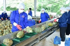 El procesamiento de piña para la exportación (Fuente: nhandan.vn)