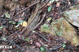 La serpiente rata oriental liberada a la naturaleza (Fente: VNA)