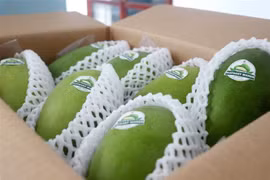 Los primeros mangos verdes de Vietnam exportados a Australia y Estados Unidos (Fuente: VNA)