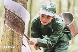 La extracción del caucho en la granja de caucho Loc Ninh. (Fuente: VNA)