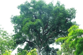[Fotos] Extraño árbol con 100 colmenas de abejas en Vietnam