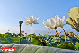 [Fotos] Los doce extraños lotos de la laguna de Ninh So