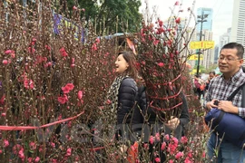 Flores de durazno, señal del Año Nuevo Lunar en las calles de Hanoi