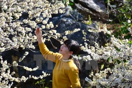 Disfrutando belleza de flor de ciruelo en montañas norteñas de Vietnam 