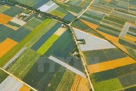 [Fotos] Magníficos campos de piñas en Vietnam 