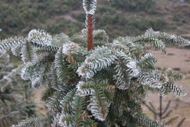 Cubre hielo blanco la meseta rocosa de Dong Van en Vietnam