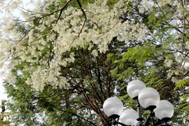 Flores Sua embellecen calles de Hanoi