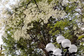 Flores Sua embellecen calles de Hanoi