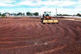 Productos agrícolas de Vietnam gozan de preferencia en el mercado chino