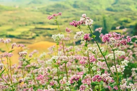 Festival de Flores de Alforfón atrae a turistas a Ha Giang