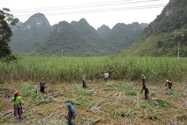 Aplica Vietnam impuesto antidumping al azúcar tailandesa