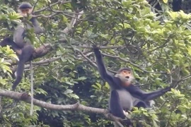 Conservan poblaciones de douc de patas grises en provincia vietnamita
