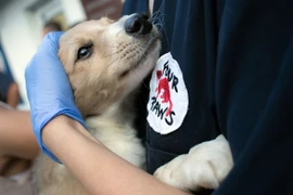 Ciudad vietnamita de Hoi An dice no a consumo de carne de gatos y perros