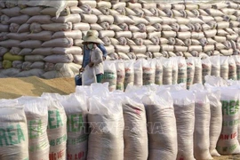 Aumenta precio del arroz de exportación de Vietnam