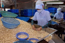 Empresas vietnamitas aumentan importaciones de anacardo crudo