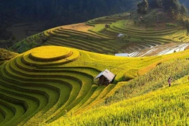 Recorren los arrozales patrimoniales de Hoang Su Phi a través de la pantalla