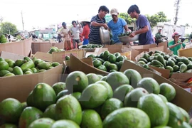 Vietnam busca elevar valor agregado de aguacate para exportación 