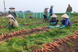 Enviarán primer lote de zanahorias de provincia vietnamita a Corea del Sur