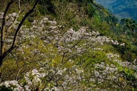 Belleza de región noroeste de Vietnam asombra a visitantes
