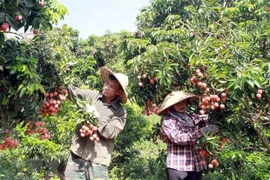 Efectuarán conferencia para impulsar exportación de productos agrícolas de Vietnam a Japón