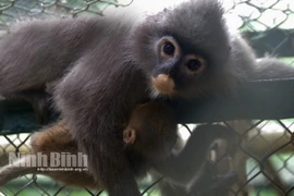 Parque Nacional Cuc Phuong de Vietnam recibe dos langures grises