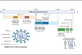 Vietnam logra secuenciar el genoma del virus SARS-CoV-2