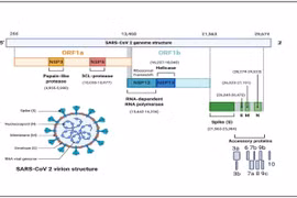 Vietnam logra secuenciar el genoma del virus SARS-CoV-2