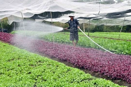 Prevé Hanoi tres escenarios de crecimiento para sector agropecuario y rural en 2021