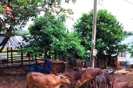 Provincia vietnamita de Binh Phuoc refuerza labor para erradicar la pobreza
