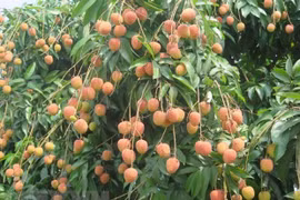 Lichi de Bac Giang, marca vietnamita registrada en ocho países