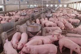 Rusia, mayor proveedor de carne de cerdo de Vietnam