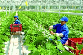 Vietnam por garantizar desarrollo verde y sostenible de agricultura