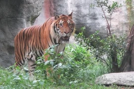 Debaten soluciones para conservación del tigre en Vietnam
