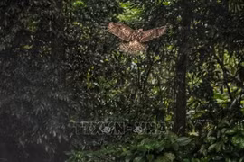 Buscan medidas contra la crianza ilegal de animales salvajes como mascotas en Vietnam