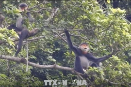 Provincia vietnamita por expandir el hábitat de especie amenazada