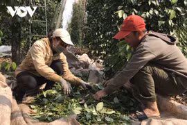 Delta del Mekong, región con el costo de vida más bajo en Vietnam