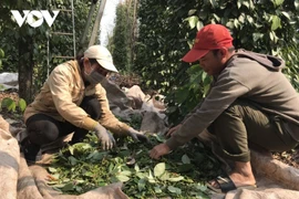 Delta del Mekong, región con el costo de vida más bajo en Vietnam