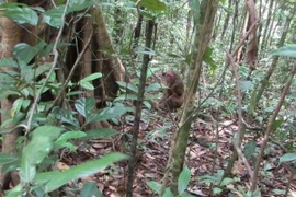 Provincia vietnamita libera especies salvajes en su hábitat natural