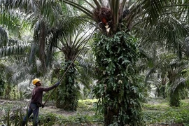 Obtendrá Malasia 72 millones de dólares por impuestos de aceite del palma