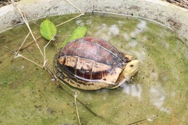 Visitan hogar de especies raras de tortugas en el parque vietnamita de Cuc Phuong