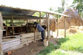 Provincia vietnamita de Soc Trang desarrolla industria ganadera