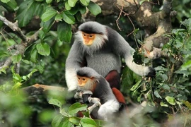 Liberan un douc, especie endémica amenaza en la naturaleza de Vietnam