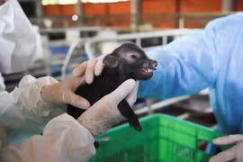 Vietnam realiza con éxito tecnología de clonación de animal a partir de células somáticas